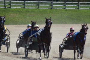 harness racing standardbred horses