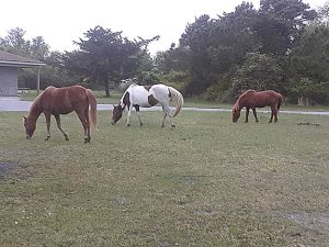 I woke up one morning to see these three horses eating breakfast just outside my tent. I also saw them later at the Marsh