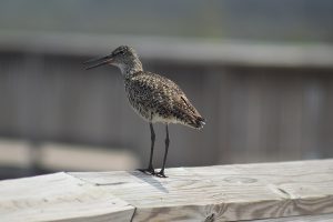 A bird resting along the boardwalk of the Life on the Marsh Nature Trail