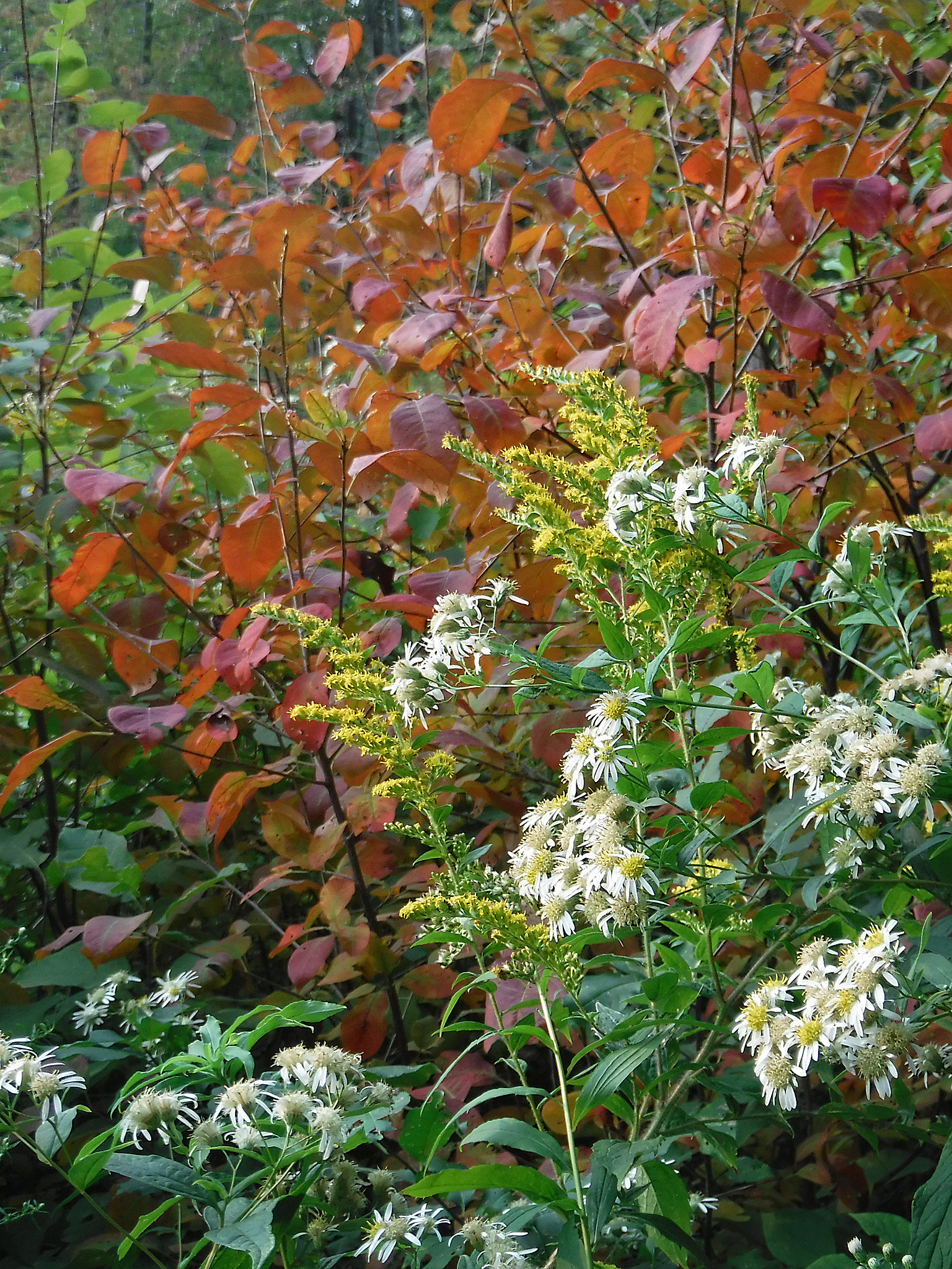 Harriet Hollister Recreation Area Fall foliage close up