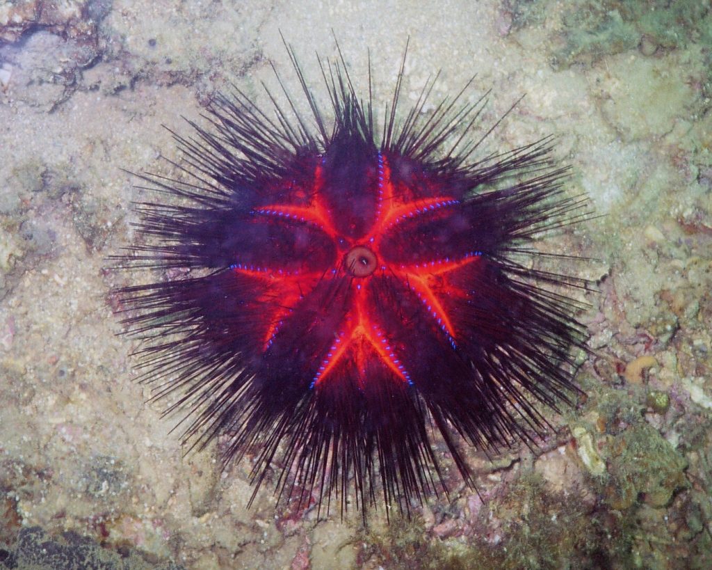 Bishop Cap Sea Urchin (Astropyga radiata) memorable scuba dives